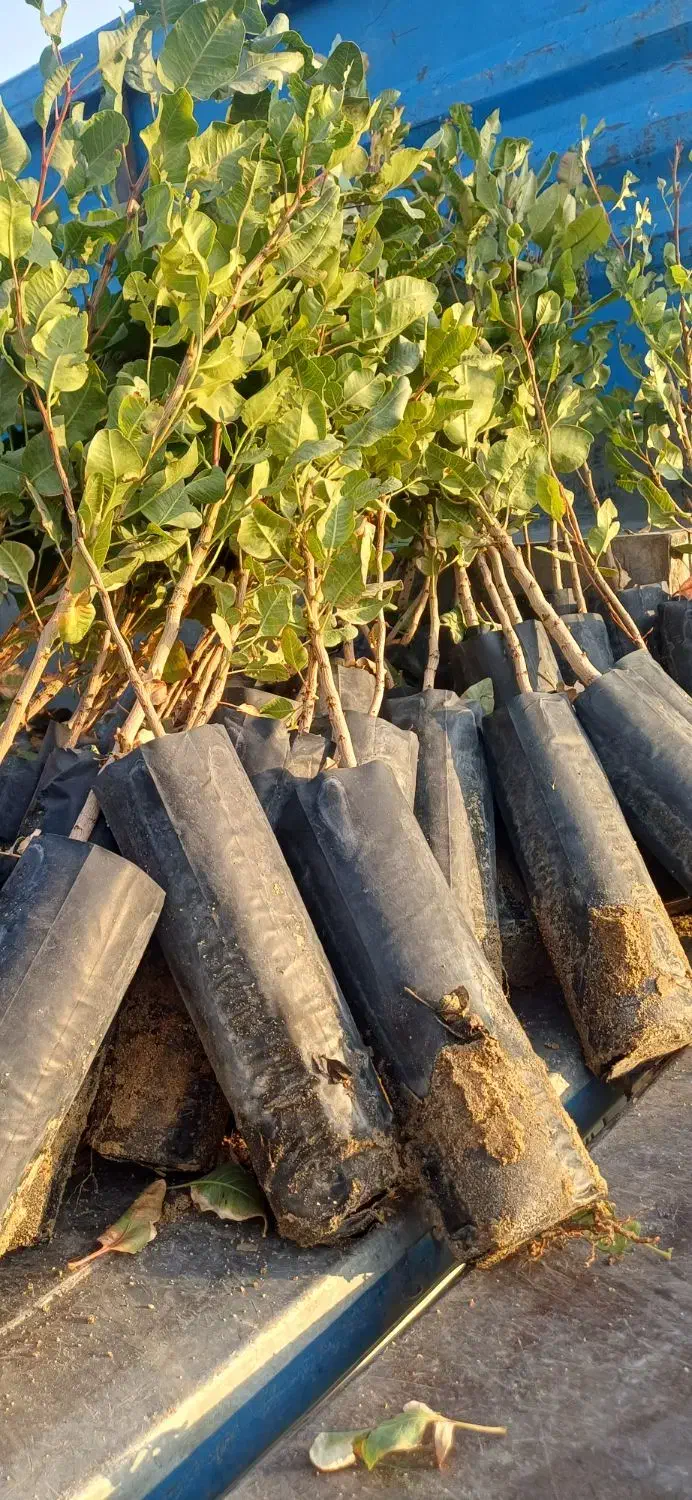 نهال پسته حمید|خدمات باغبانی و درختکاری|مهریز, |دیوار