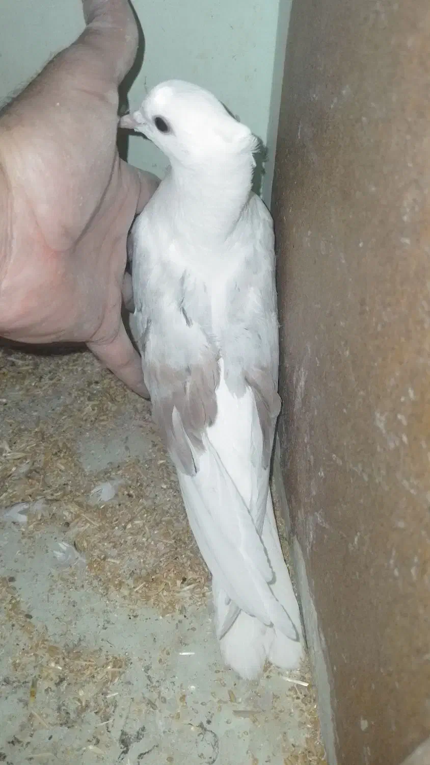 جفت جوجه کبوتر|پرنده|یزد, |دیوار