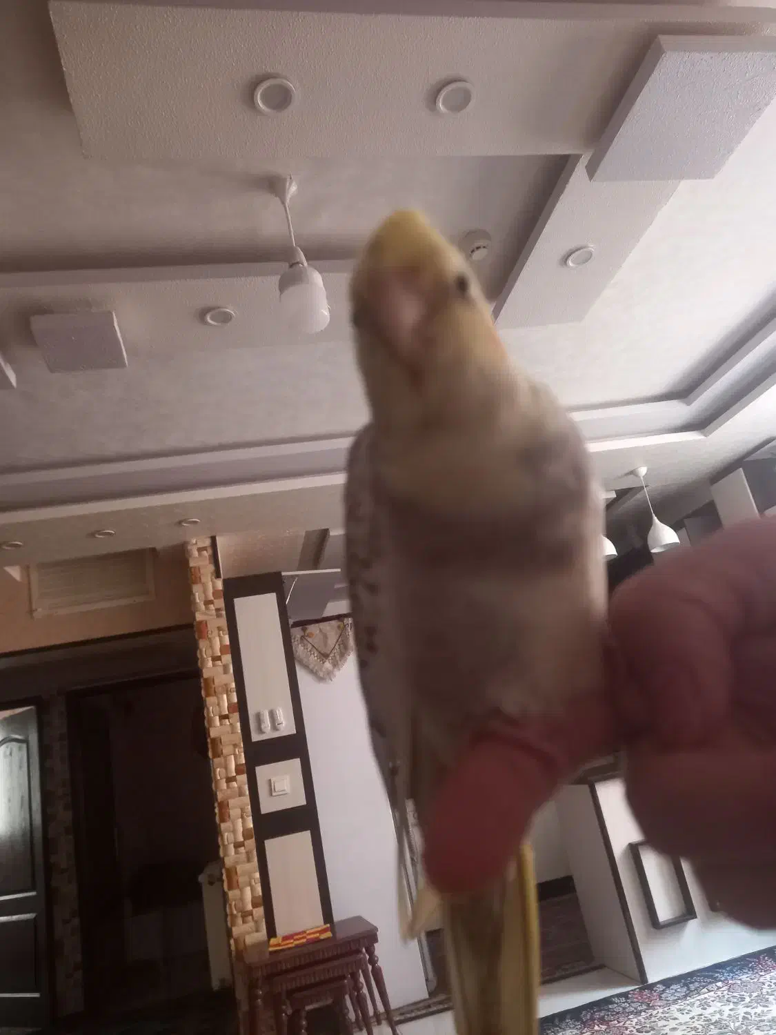 عروس هلندی|پرنده|شاهین‌شهر, مسکن مهر|دیوار