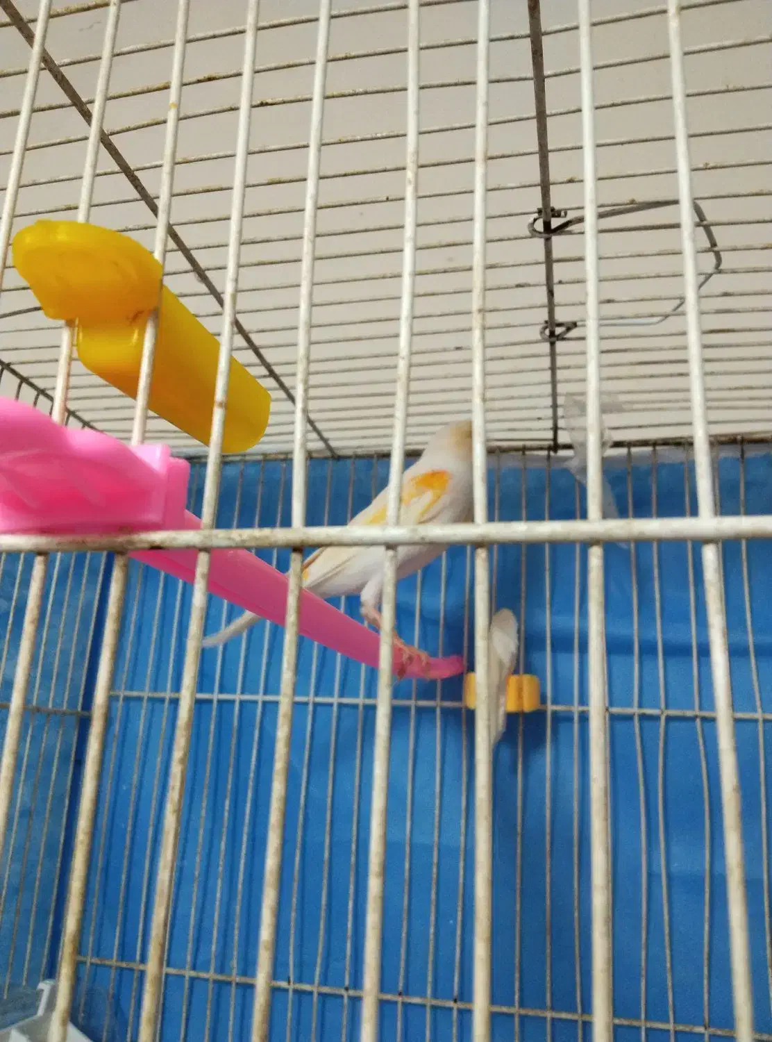 قناری ماده مست تخم خاکی گذاشته|پرنده|مشهد, کارمندان دوم|دیوار