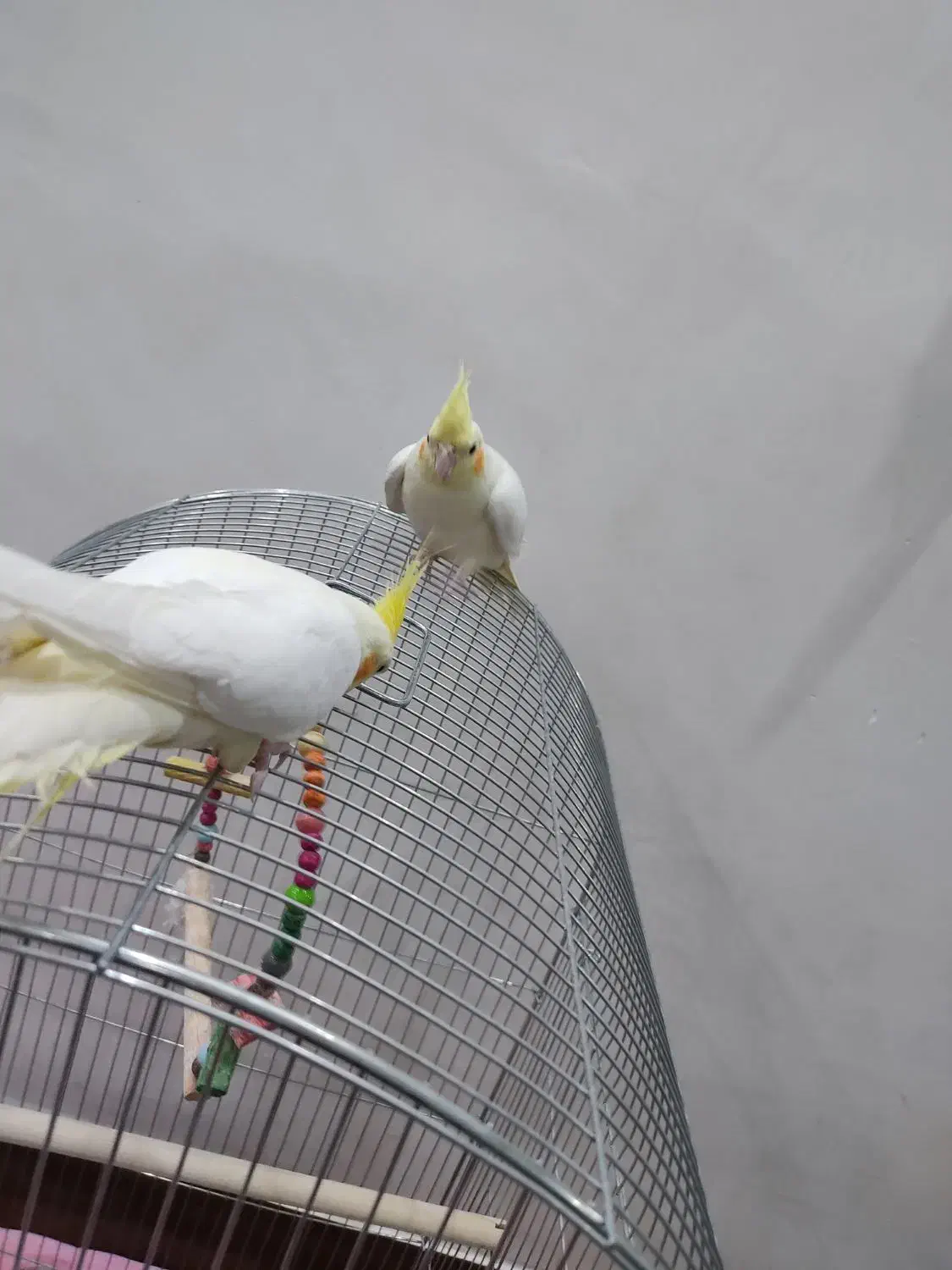 عروس هلندی لوتینو جوان بالغ|پرنده|دورود, |دیوار