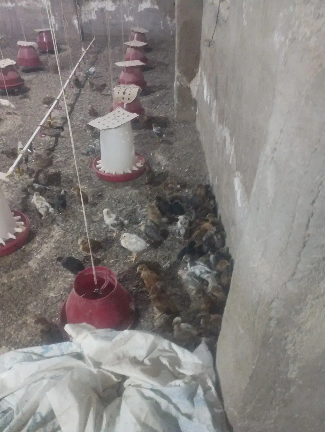 جوجه محلی ۱۸۰ عدد یکجا حراج|حیوانات مزرعه|بهبهان, |دیوار