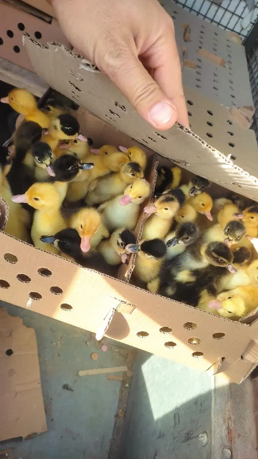 جوجه رنگی|حیوانات مزرعه|ازنا, |دیوار