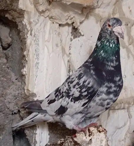 کفتر گوره سینه سفید،شامی،میولمنز،طوق هفترنگ|پرنده|وحدتیه, |دیوار