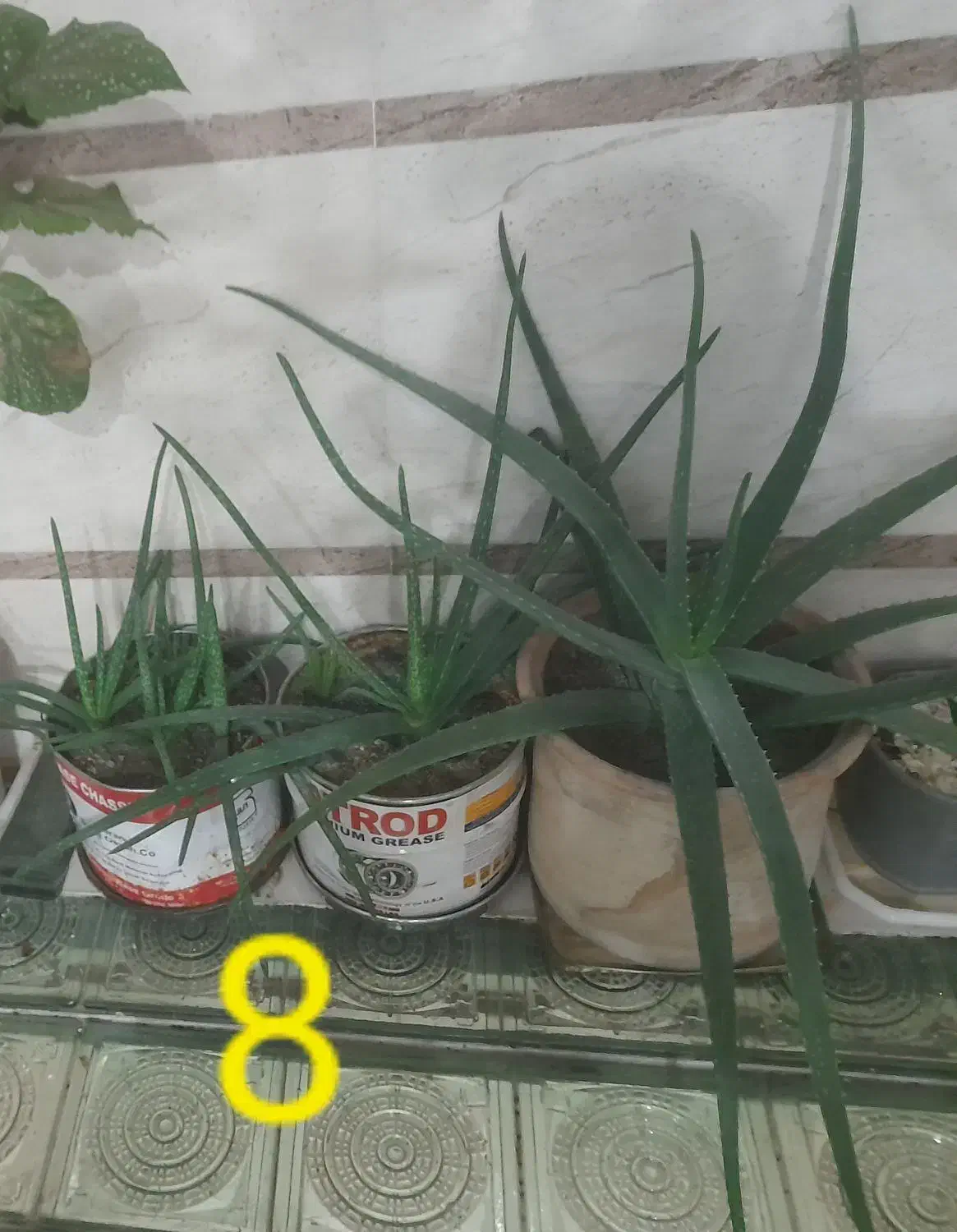 گل های طبیعی عزیز|گل و گیاه طبیعی|کامیاران, |دیوار