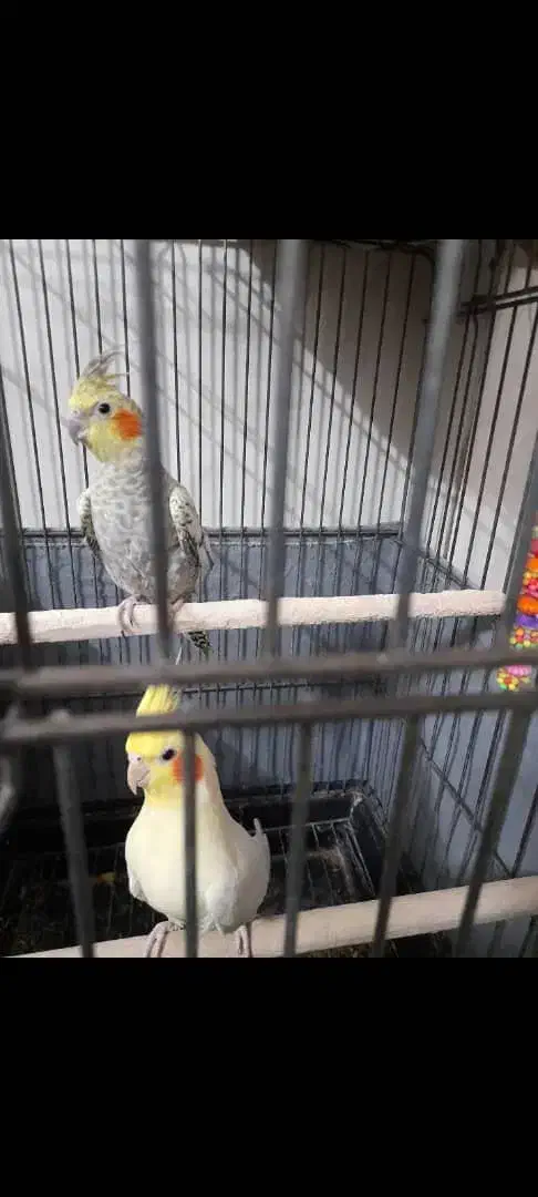 عروس هلندی نر و ماده صحیح و سالم|پرنده|تهران, شهرک طالقانی|دیوار