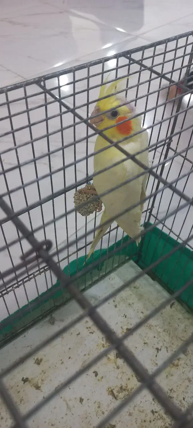 عروس هلندی|پرنده|مسجد سلیمان, |دیوار