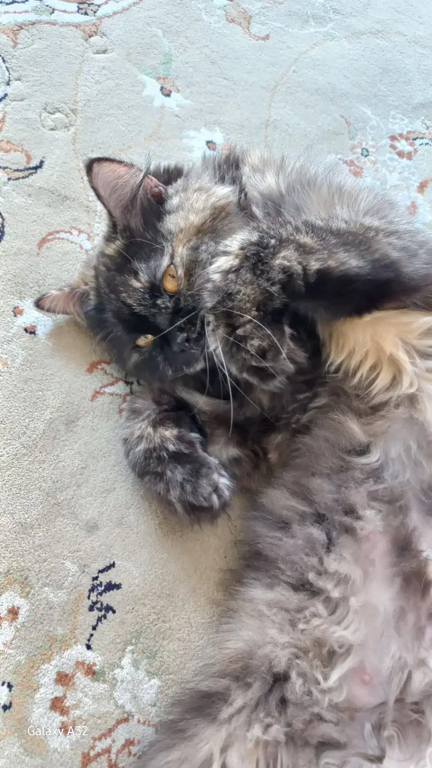 گربه پرشین|گربه|گرگان, |دیوار