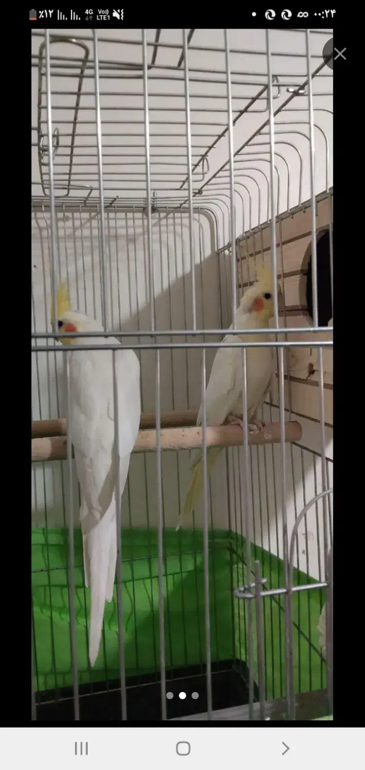 یه جفت عروس هلندی لوتینو چشم شرابی|پرنده|کرج, حصارک بالا|دیوار