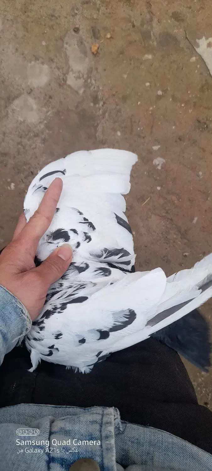 کفتر سینه|پرنده|شیروان (خراسان), |دیوار