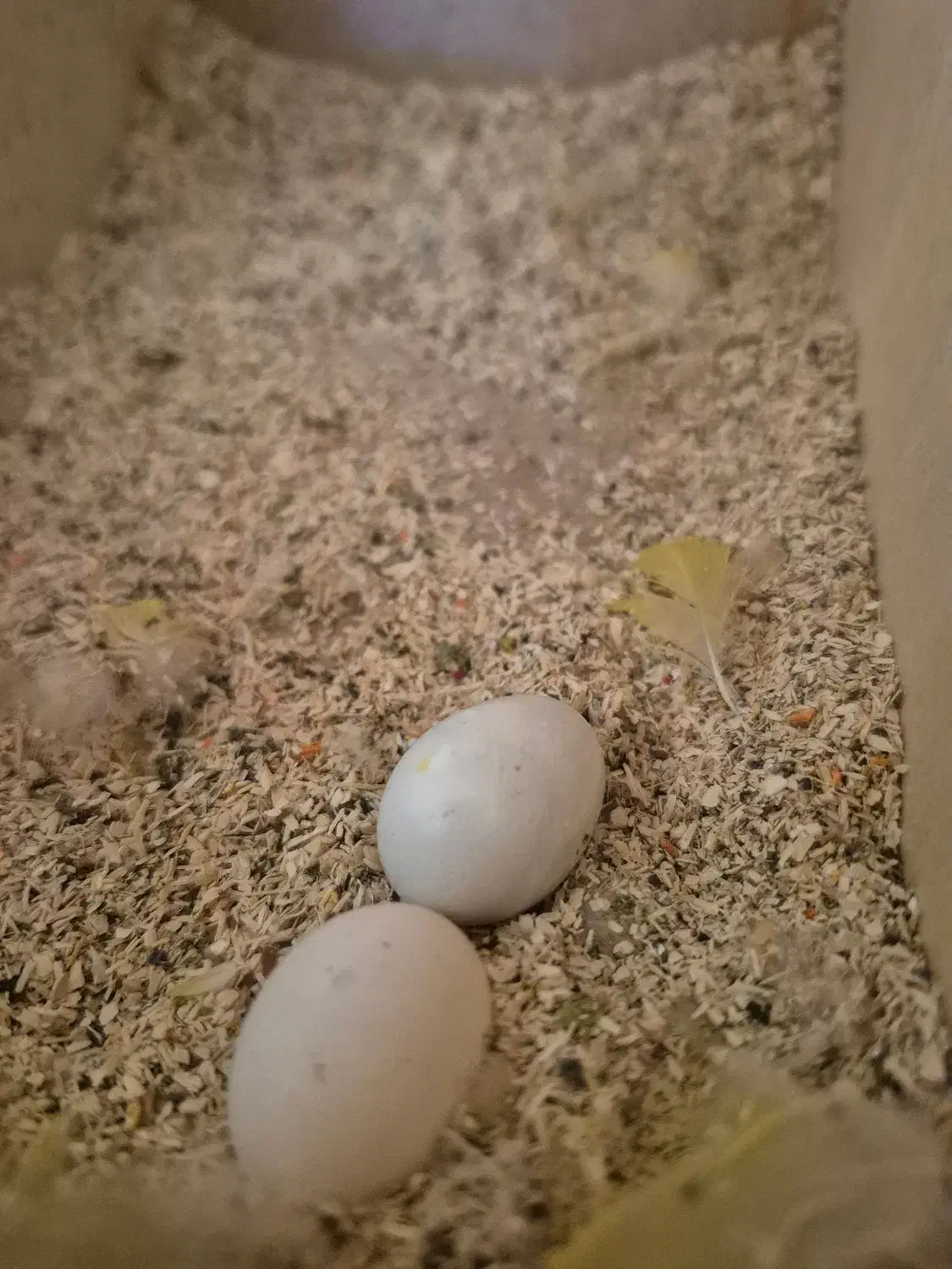 جفت کوتوله مولد کارداده با قفس|پرنده|قوچان, |دیوار