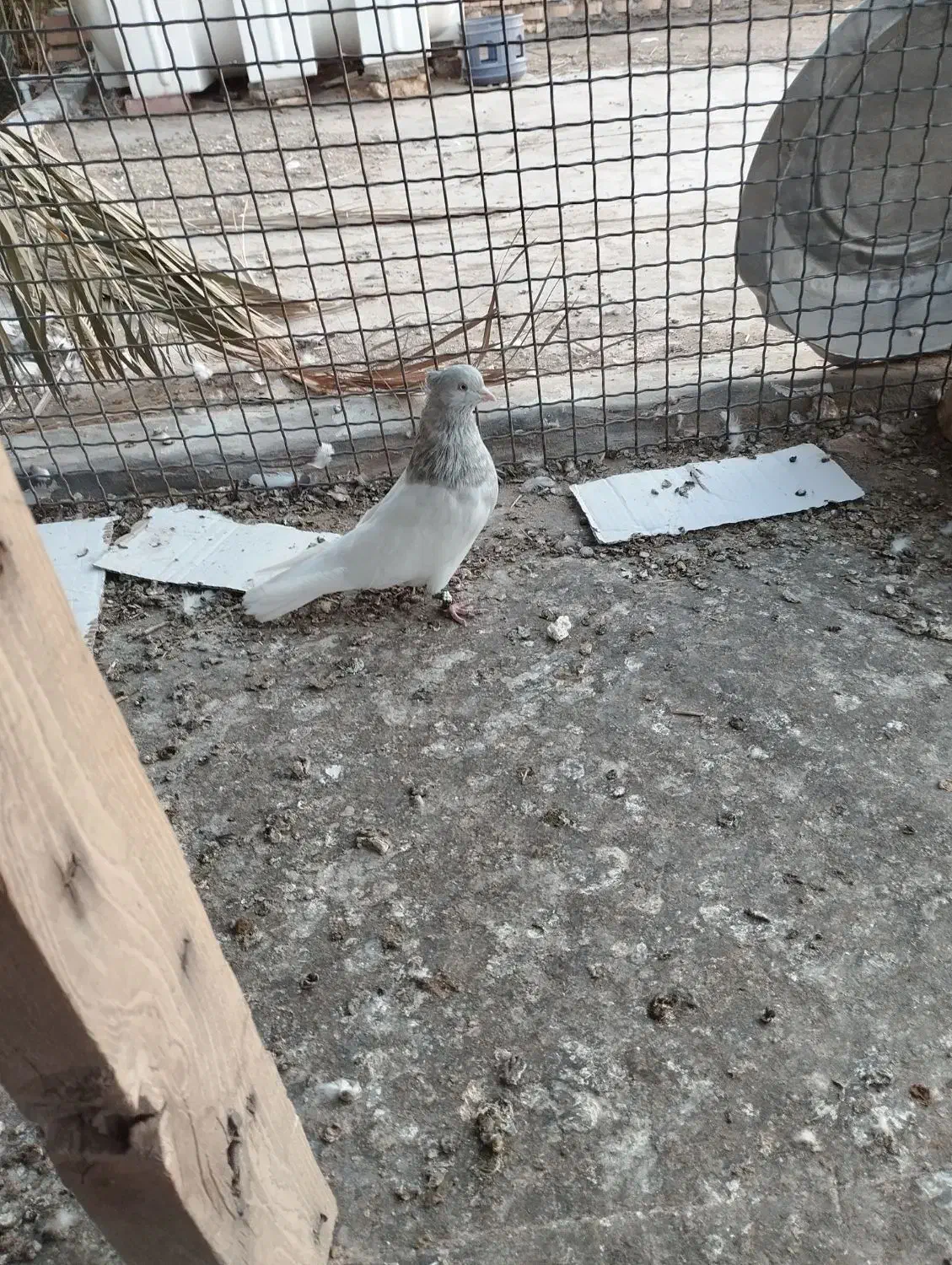 کبوتر|پرنده|گنبکی, |دیوار