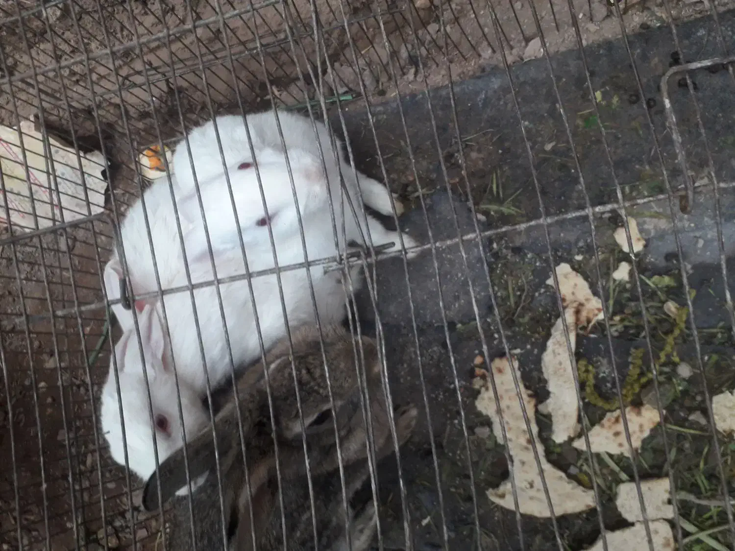 خرگوش|موش و خرگوش|رفسنجان, |دیوار