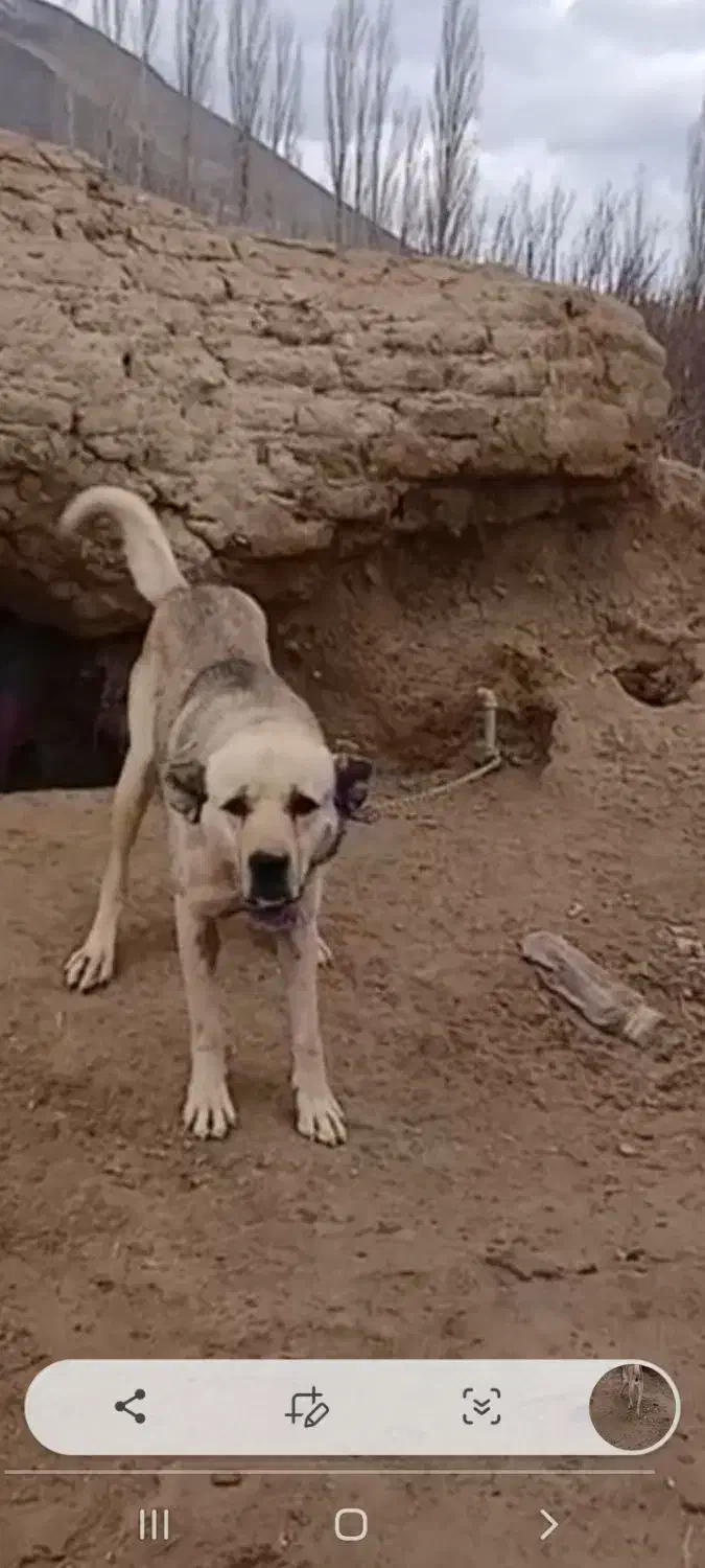 واگذاری توله سرابی سروکله دار|سگ|ساوه, |دیوار