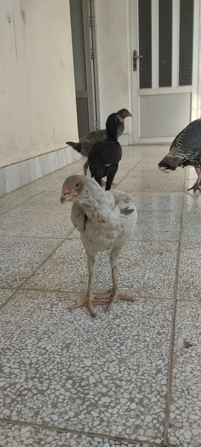 3عدد لاری نژاد دار سالم و سرحال|حیوانات مزرعه|گنبد کاووس, |دیوار