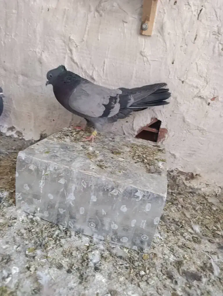 نرماده سبرملقی کلاهی استوره|پرنده|بم, |دیوار