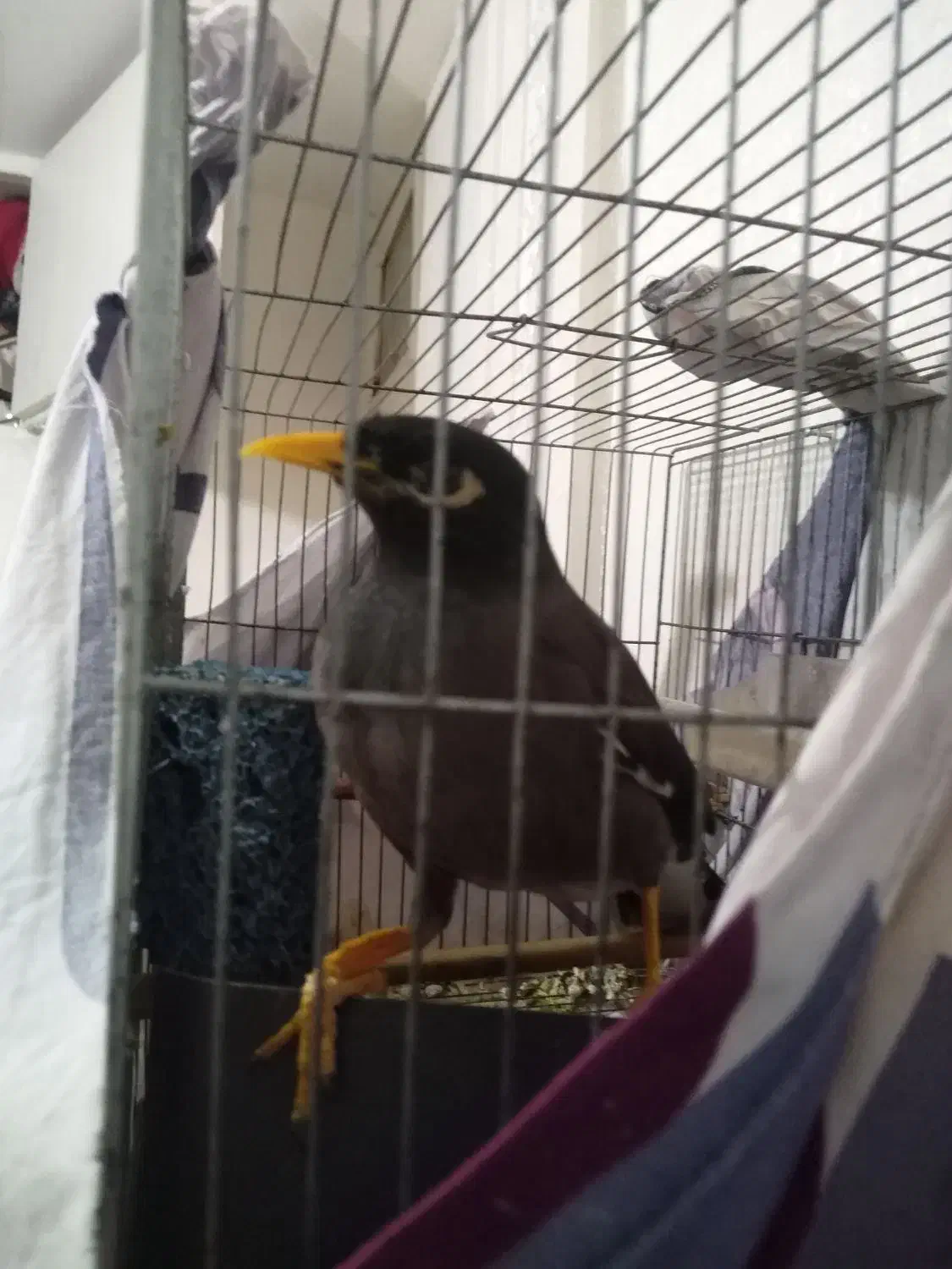 مینا سخنگو|پرنده|تهران, سلیمانی|دیوار