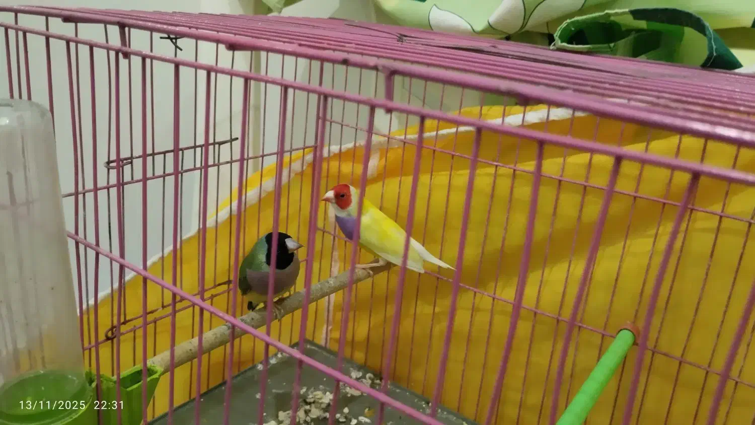 فنچ گلدین جفت|پرنده|رشت, شالکو|دیوار