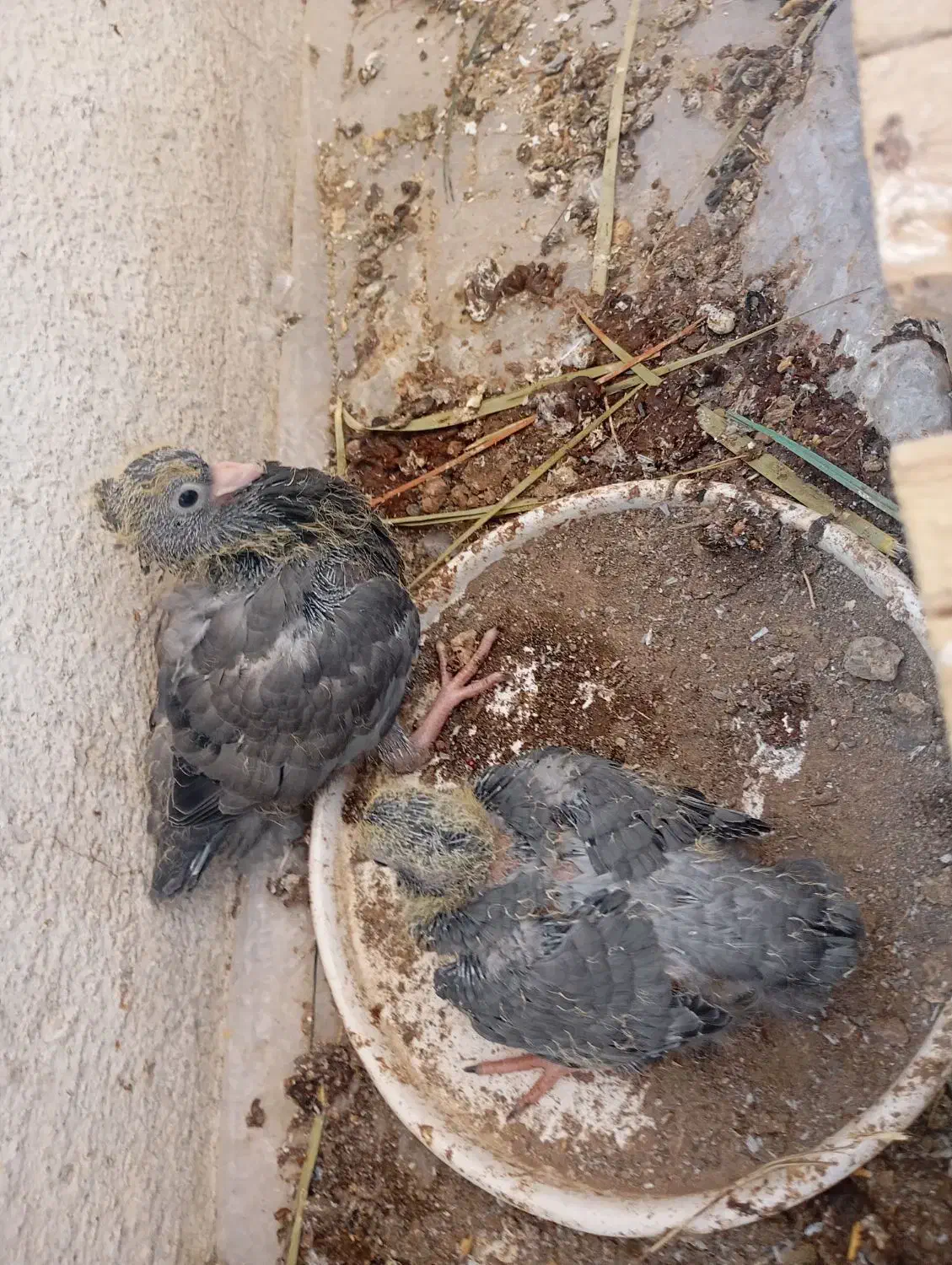 کبوتر ابادانی با جوجه|پرنده|بوشهر, |دیوار