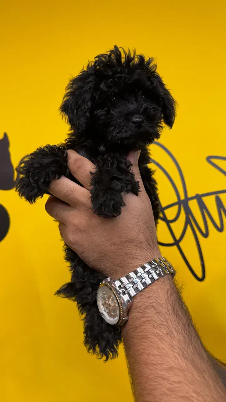 سگ پودل توی|سگ|تهران, باغ فیض|دیوار