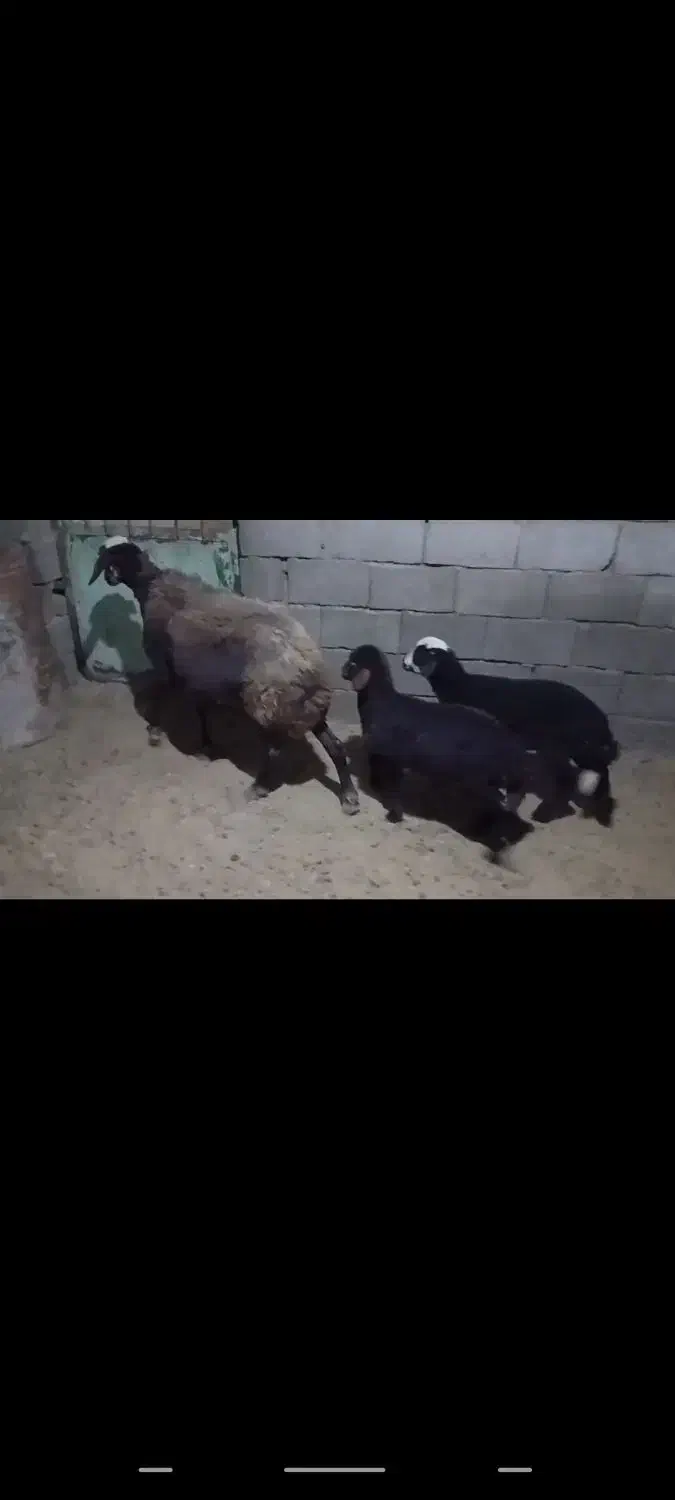 گوسفند فروشی|حیوانات مزرعه|گناباد, |دیوار