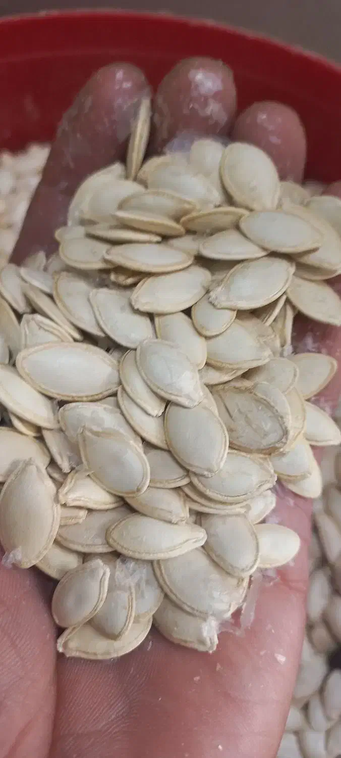 تخمه کدو|خوردنی و آشامیدنی|شیراز, شهرک کوشکک|دیوار