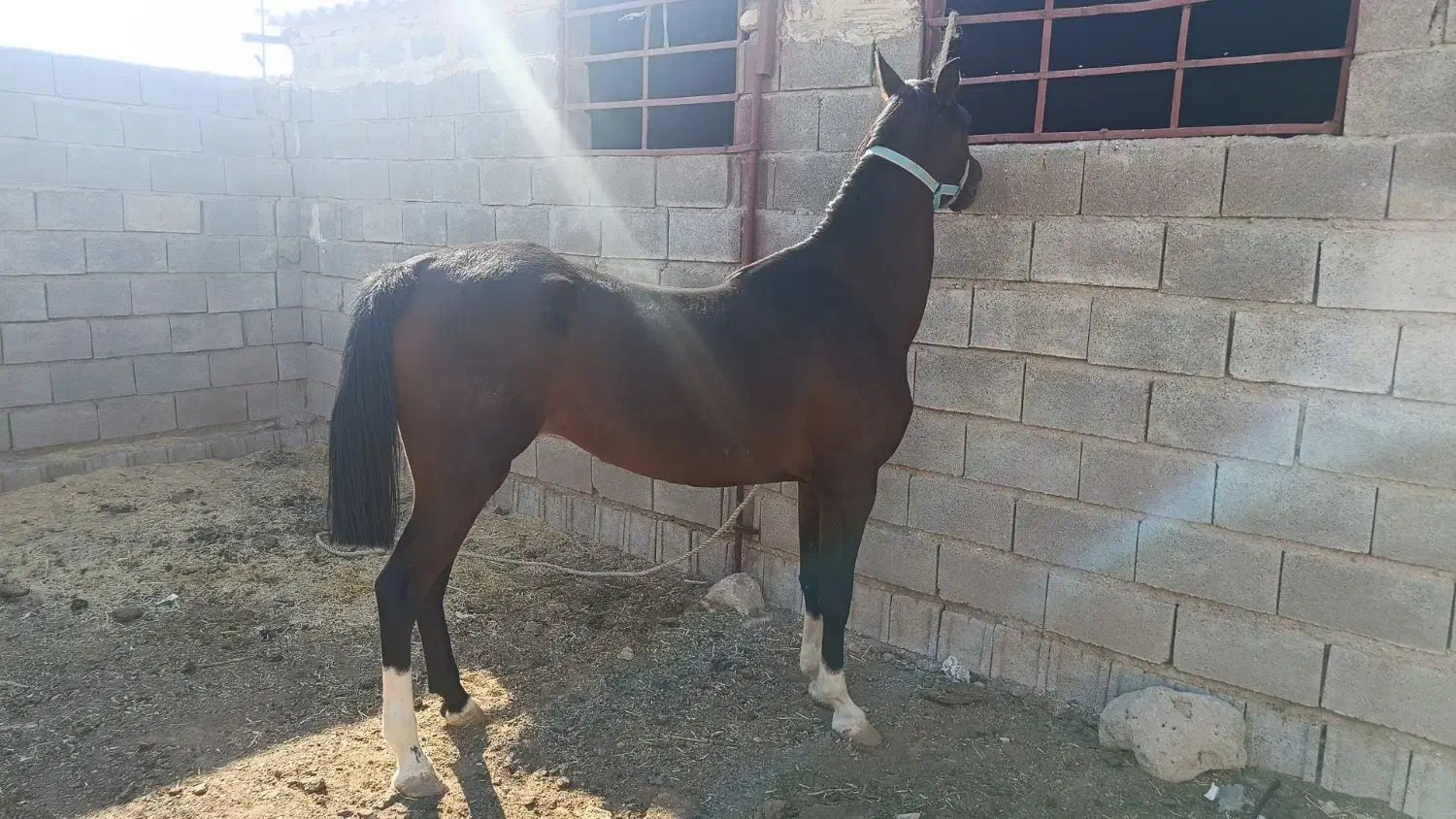 کره مادیون ۲ساله نیمه پرخون شجره دار|اسب و تجهیزات اسب‌سواری|رونیز, |دیوار