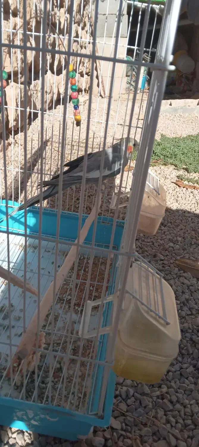 عروس|پرنده|آشخانه, |دیوار