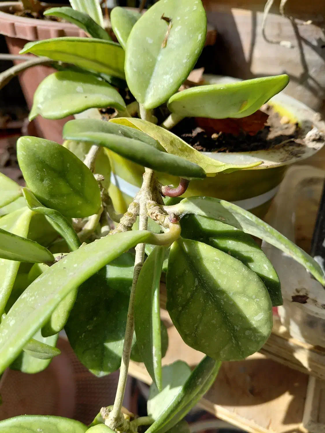 حراج گلهای طبیعی آپارتمانی|گل و گیاه طبیعی|تبریز, |دیوار