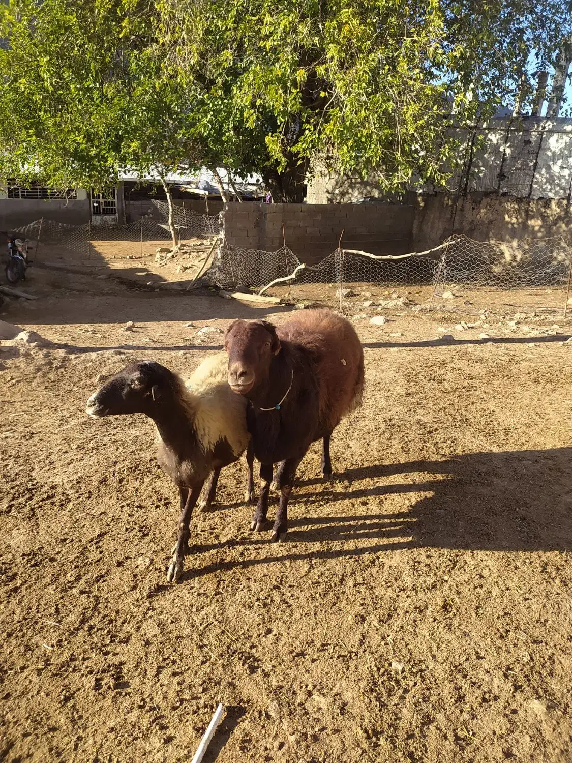 یک راس قوچ قزل افشار شیره دار|حیوانات مزرعه|پاپی, |دیوار