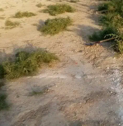 زمین مسکونی|فروش زمین و ملک کلنگی|ریگ, |دیوار