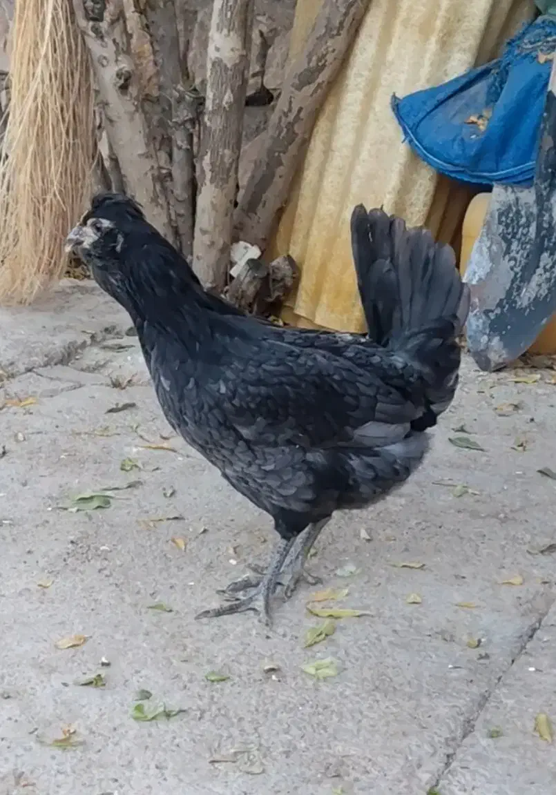 سه عدد مرغ طوسی گلین چهلتاج ریش کاکل|حیوانات مزرعه|تهران, جوادیه|دیوار