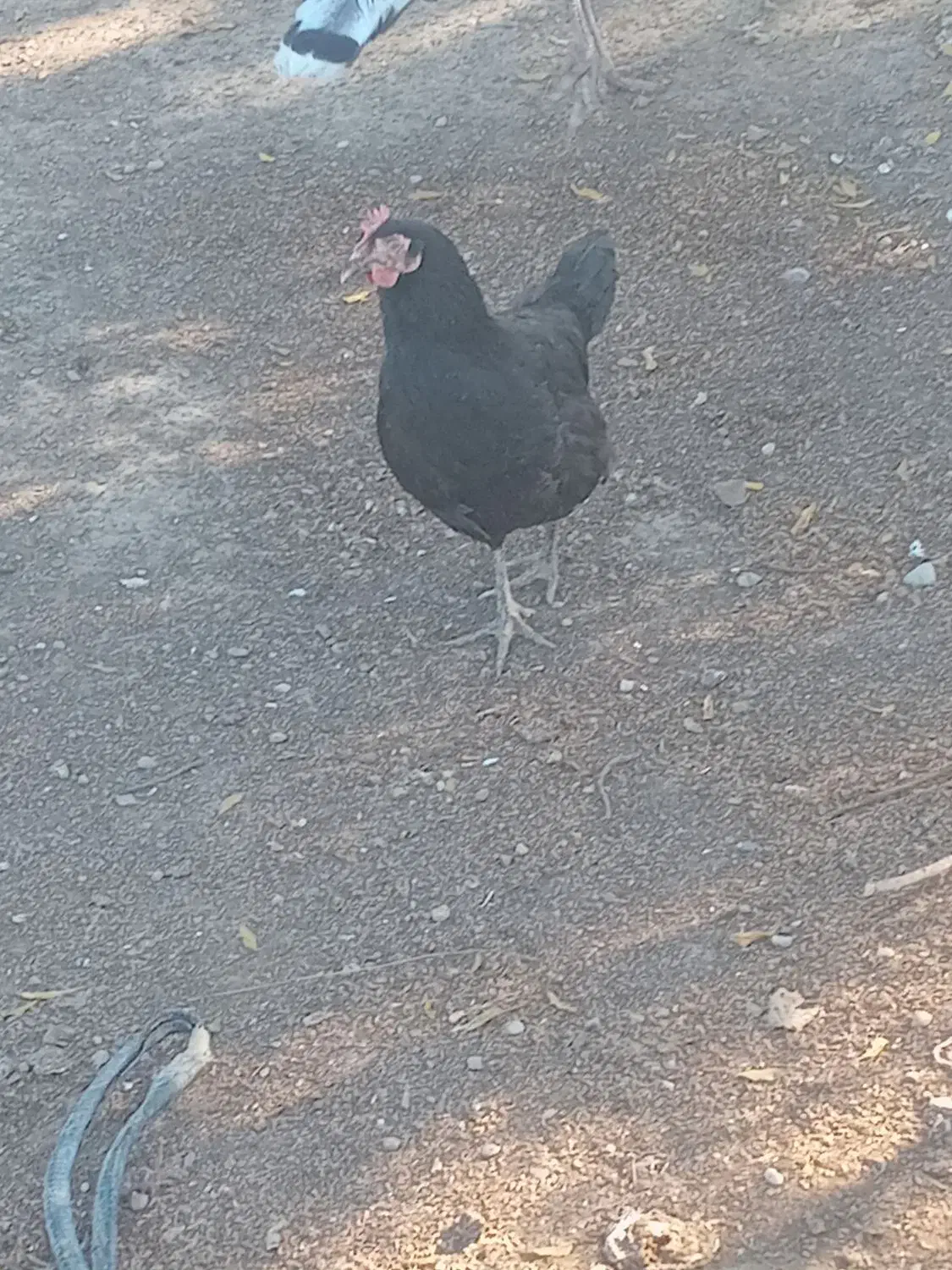 سه عدد مرغ ۸عدد بوقلمون|حیوانات مزرعه|گنبد کاووس, |دیوار