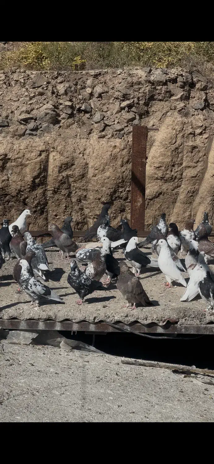 کفتر دونسته و پرشی کفتر تیرماه|پرنده|تهران, آهنگ|دیوار