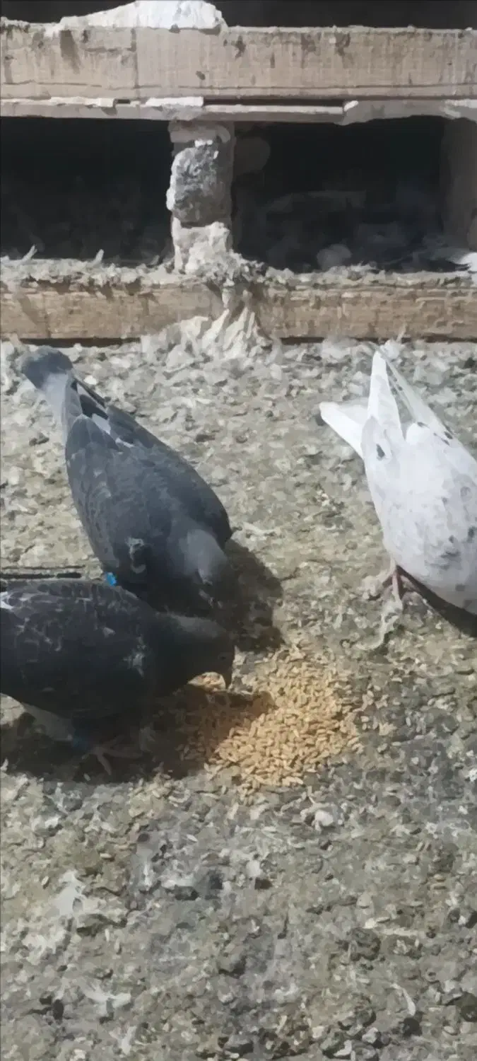 جوجه پلاکی|پرنده|هریس, |دیوار