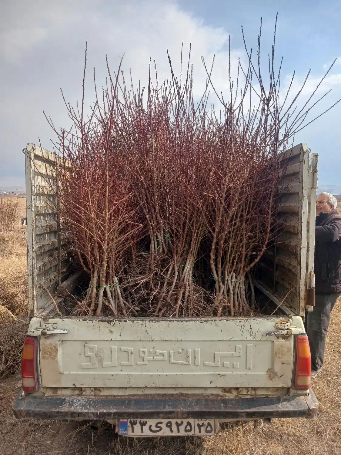 فروش ویژه نهال بادام پیوندی وسنگی درینگی کند|خدمات باغبانی و درختکاری|خسروشاه, |دیوار
