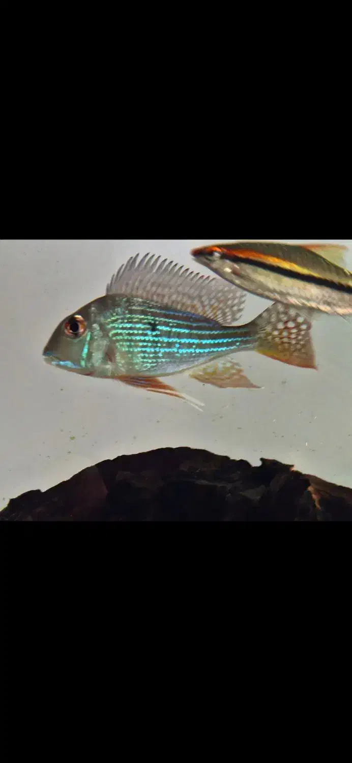 فروش انواع ماهی زینتی خاص|ماهی|ساری, |دیوار