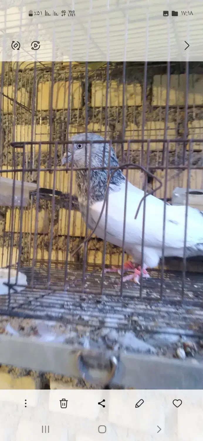 کبوتر|پرنده|رامهرمز, |دیوار