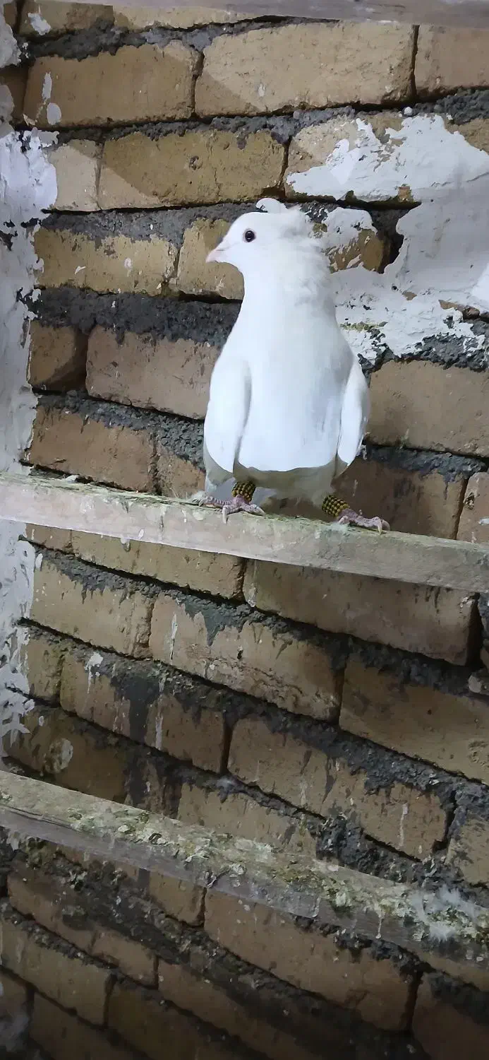 کبوتر سفید|پرنده|بیرانوند, |دیوار