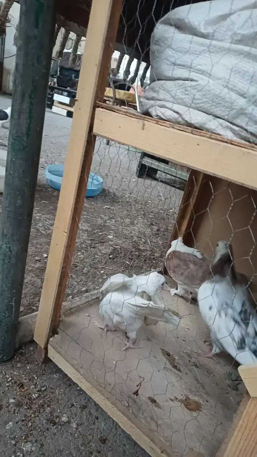 کبوتر|پرنده|خاوران, |دیوار