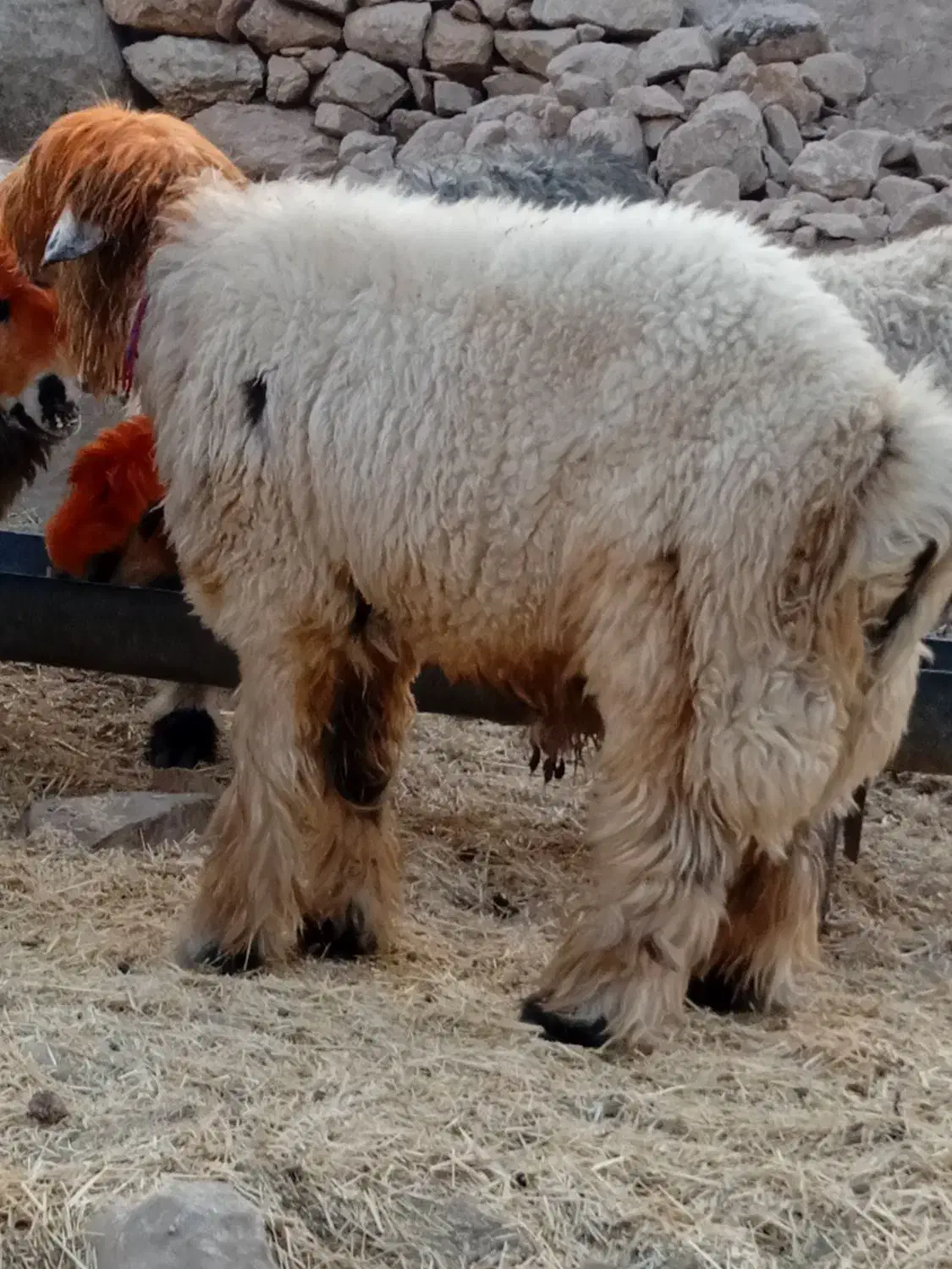 ی عدد کوه قوچ روزگاری میش رون|حیوانات مزرعه|ایذه, |دیوار