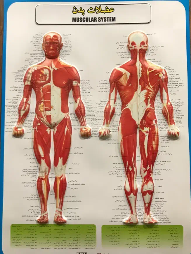 ماساژ درمانی|خدمات آرایشگری و زیبایی|شاهدشهر, |دیوار