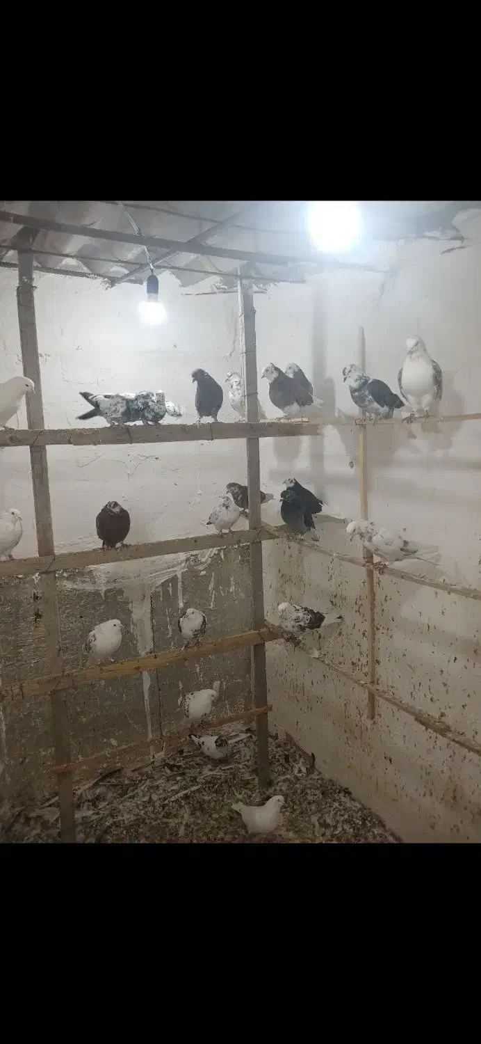 کبوتر|پرنده|گرگان, |دیوار