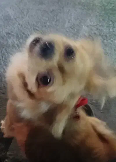 صگ شیتزو|سگ|کرمانشاه, |دیوار