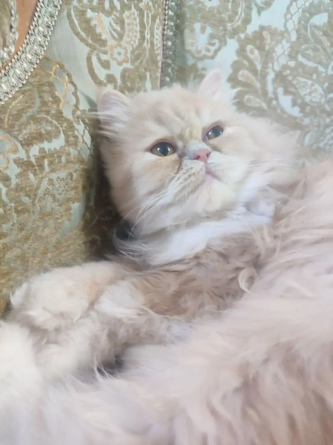 گربه پرشین. بسیار زیبا|گربه|ورامین, ورامین|دیوار