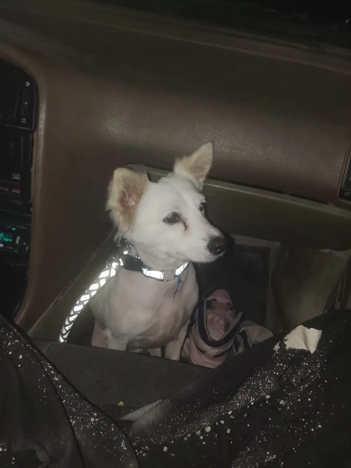 سگ واگذاری|سگ|قشم, |دیوار