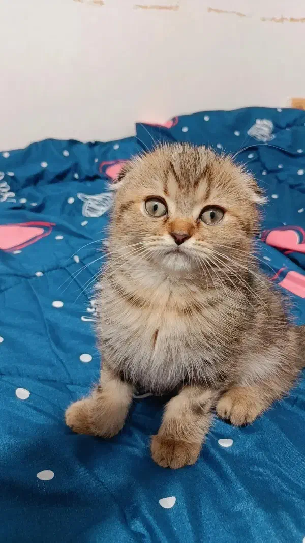 تخفیف ویژه برای واگذاری گربه اسکاتیش|گربه|لنگرود, |دیوار