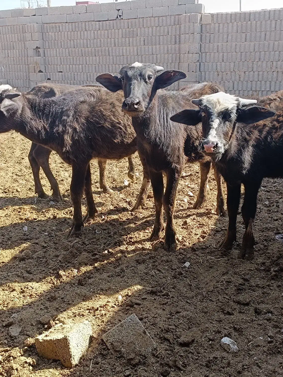 گوساله گاومیش اهوازی گاو|حیوانات مزرعه|شیراز, سعدیه جنوبی|دیوار