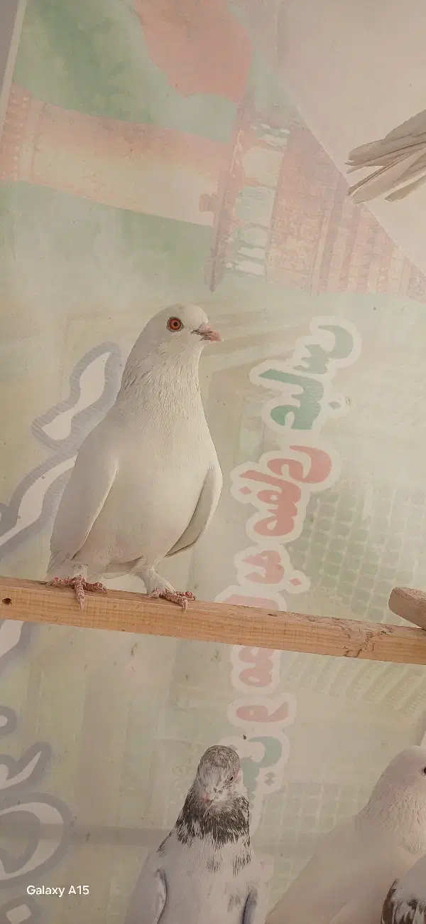کبوتر پرشی ماده کفتر|پرنده|تهران, اتابک|دیوار