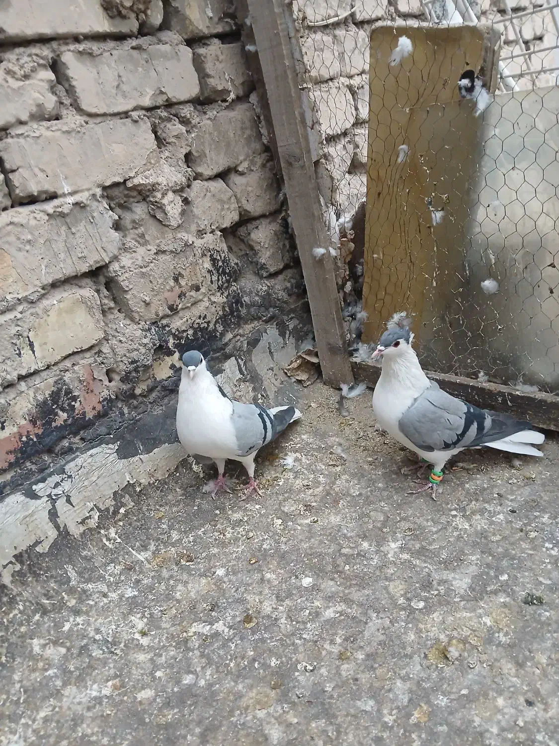 خوشرنگ سبزکاکلی نرماده|پرنده|لنجان, |دیوار